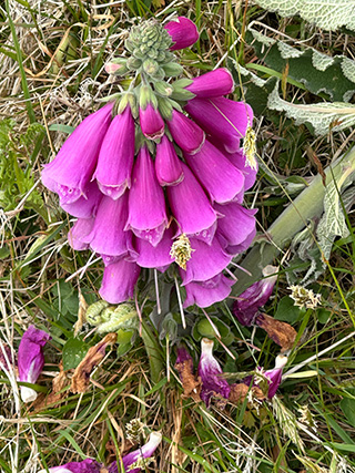 Pembrokeshire Coast, Wales